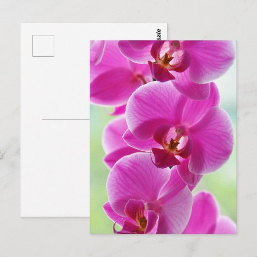 Liebliche rosa Orchids Postkarte (Vorne/Hinten)