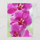 Liebliche rosa Orchids Postkarte (Vorderseite)
