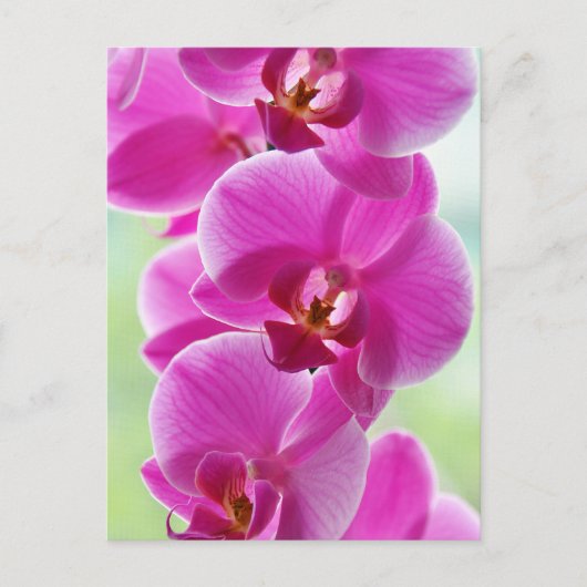 Liebliche rosa Orchids Postkarte (Vorderseite)