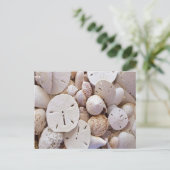 Liebliche Sand Dollar Muscheln Postkarte (Stehend Vorderseite)
