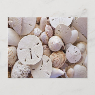 Liebliche Sand Dollar Muscheln Postkarte