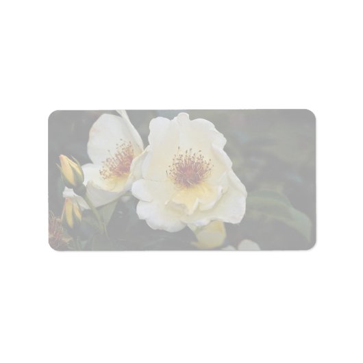 Liebliche Shrub-Rose "Golden Wings" Adressaufkleber (Vorne)