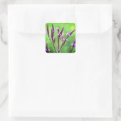 Liebliche Vervain Wildblume Floral Quadratischer Aufkleber (Tasche)