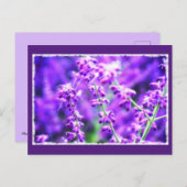 Liebliche violette Blumen Postkarte (Vorne/Hinten)