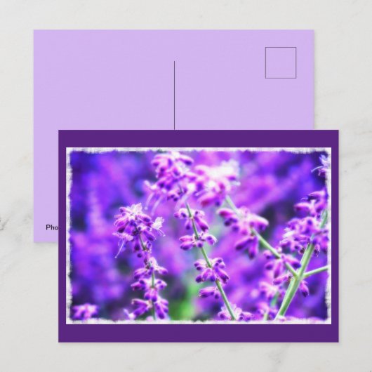 Liebliche violette Blumen Postkarte (Vorne/Hinten)