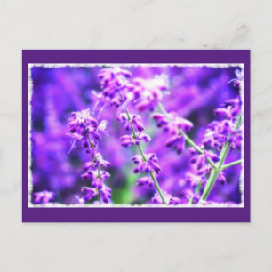 Liebliche violette Blumen Postkarte