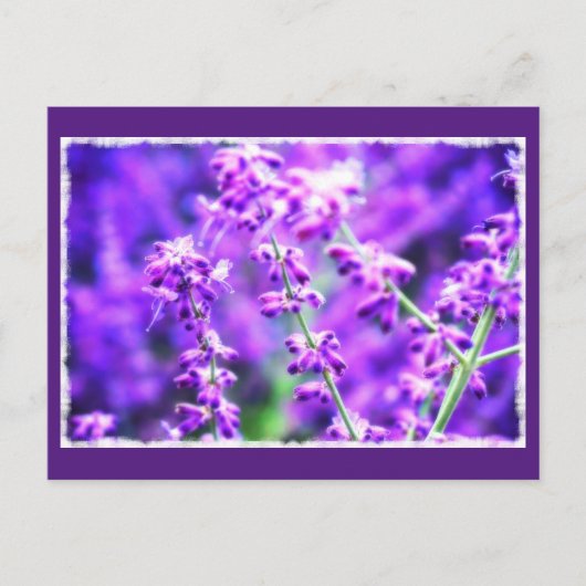Liebliche violette Blumen Postkarte (Vorderseite)