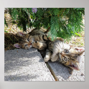 Liebliche zwei Kätzchen, kleine Katzen, spielen Poster