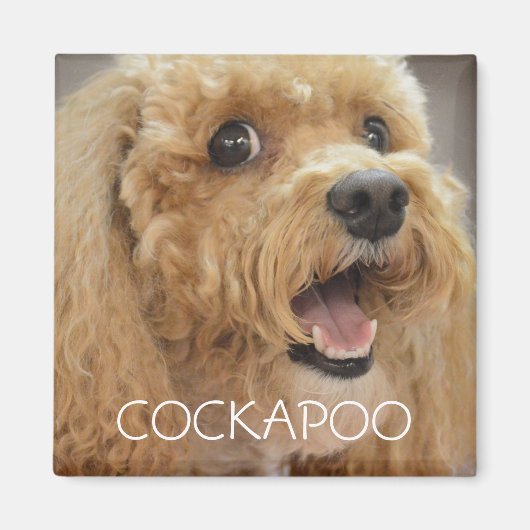 Lieblicher Cockapoo Hund lächeln Magnet (Vorne)