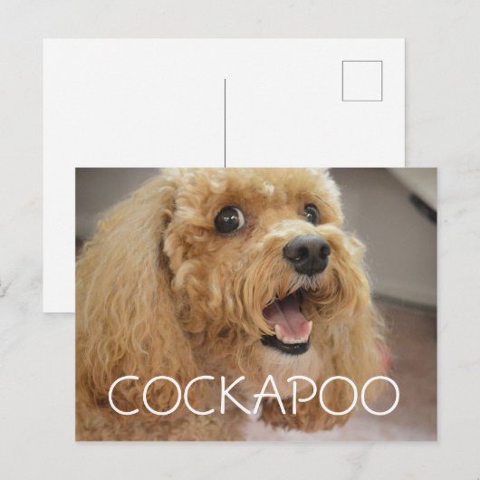 Lieblicher Cockapoo Hund lächeln Postkarte (Vorne/Hinten)
