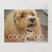 Lieblicher Cockapoo Hund lächeln Postkarte (Vorderseite)