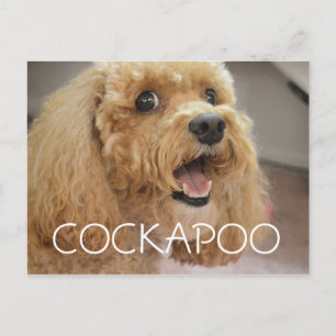 Lieblicher Cockapoo Hund lächeln Postkarte