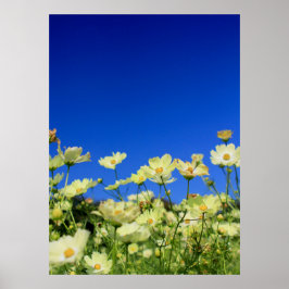 Lieblicher gelber Kosmos Clear Blue Sky Blume Fiel Poster