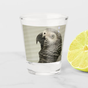 Lieblicher Kongo Afrikanischer Grau-Papagei Schnapsglas
