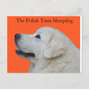Lieblicher Leiter der polnischen Tatra Sheepdog au Postkarte