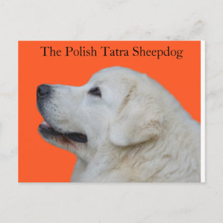 Lieblicher Leiter der polnischen Tatra Sheepdog au Postkarte