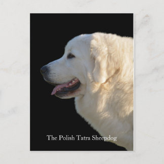 Lieblicher Leiter der polnischen Tatra Sheepdog au Postkarte