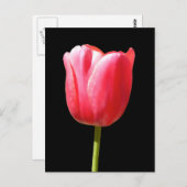 Lieblicher Single Tulip Bloom Postkarte (Vorne/Hinten)