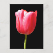 Lieblicher Single Tulip Bloom Postkarte (Vorderseite)