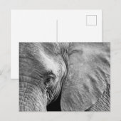 Liebliches Elefantengefecht Postkarte (Vorne/Hinten)