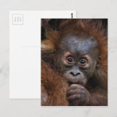 Liebling Postkarte (Vorne/Hinten)