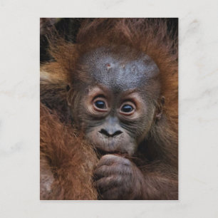 Liebling Postkarte