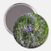 Lieblings-Lavendel...... Magnet (Vorderseite/Rückseite)