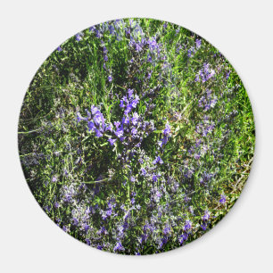 Lieblings-Lavendel...... Magnet