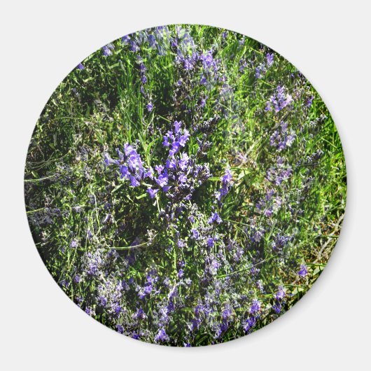 Lieblings-Lavendel...... Magnet (Vorne)