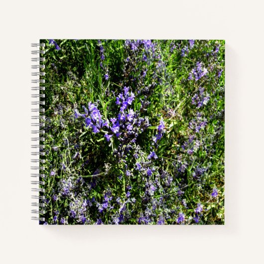 Lieblings-Lavendel...... Notizblock (Vorderseite)