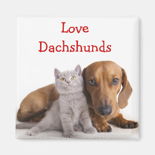 Liebt Dachshund und Kätzchen Kühlschrankmagnet