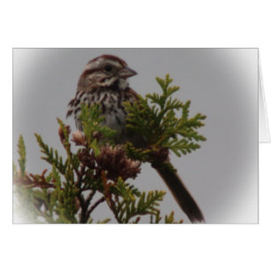 Lied-Vogel
