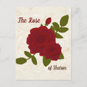 Lied von Solomon Rose Designer Postcard Postkarte