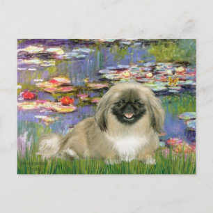 Lies 2 - Pekingese 1b Postkarte
