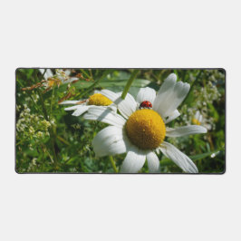 Lieveheersbeestje op margriet in de natuur. schreibtischunterlage