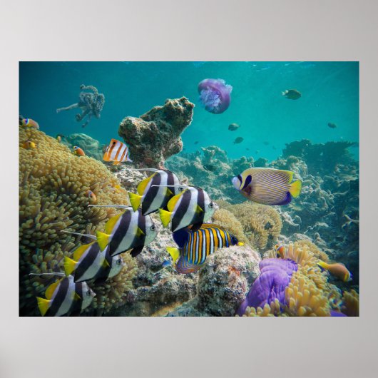 Life on the Coral Reef – Illuminated Landscape  Poster (Vorne)
