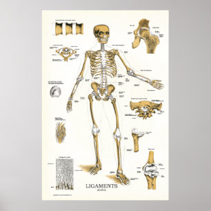 Ligamente und Gelenk-Anatomie-Plakat 24 x 6 Poster