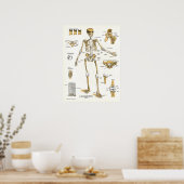 Ligaments und Gelenke Anatomie Poster (Küche)