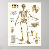 Ligaments und Gelenke Anatomie Poster (Vorne)