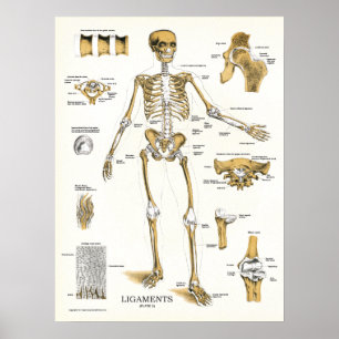 Ligaments und Gelenke Anatomie Poster