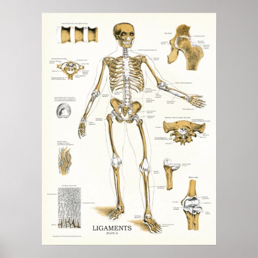 Ligaments und Gelenke Anatomie Poster (Vorne)