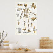 Ligaments und Gelenke Anatomie Poster 24 X 36 (Küche)
