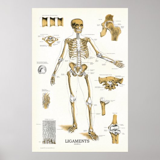Ligaments und Gelenke Anatomie Poster 24 X 36 (Vorne)
