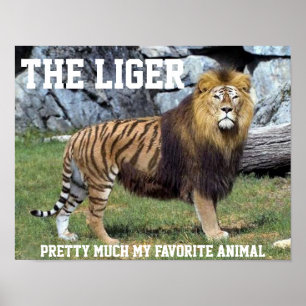 LIGER ZIEMLICH GENAU MEIN LIEBLINGStierplakat Poster