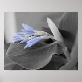 Light Blue Blume Buds Color Splash Foto Poster