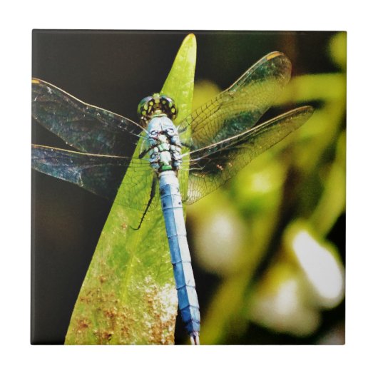 Light Blue Dragonfly Fliese (Vorderseite)