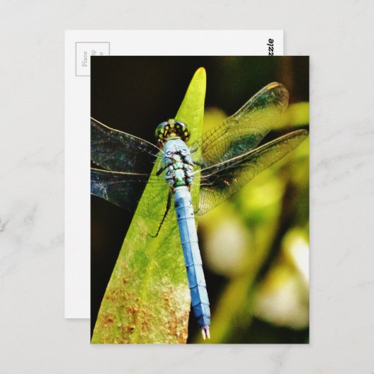 Light Blue Dragonfly Postkarte (Vorne/Hinten)
