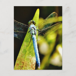 Light Blue Dragonfly Postkarte