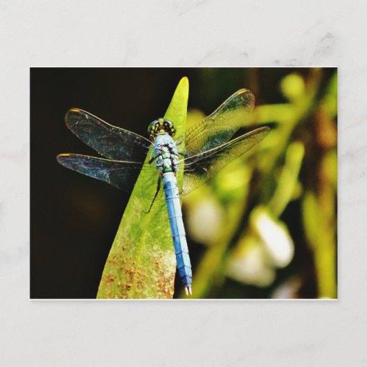Light Blue Dragonfly Postkarte (Vorderseite)