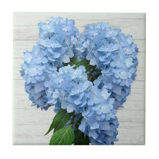 Light Blue Hydrangea-Blume Fliese (Vorderseite)
